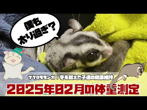 【 #フクロモモンガ 】2025年02月の体重測定!冬対策で増やした体重!さぁ次はダイエットだ!【 #おつモモンガ 】