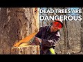 No Nonsense Guide to Felling Dead Trees.