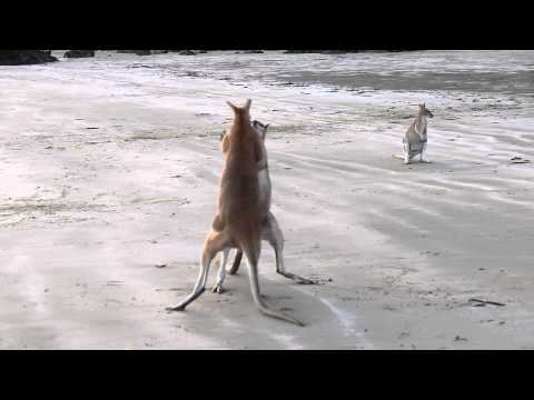 Wallaby Fight on the beach of Cape Hillsborough Video