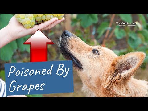 𝗥𝗮𝗶𝘀𝗶𝗻 𝗔𝗻𝗱 𝗚𝗿𝗮𝗽𝗲 𝗣𝗼𝗶𝘀𝗼𝗻𝗶𝗻𝗴 - What You Need To Know To Save Your Dog | Your Vet Online