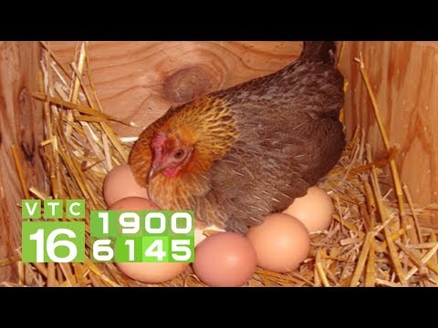 , title : 'Giống gà nào đẻ nhiều trứng nhất hiện nay? | VTC16'