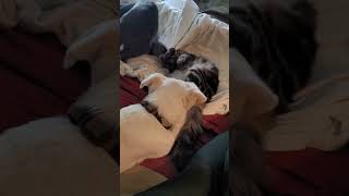 Video preview image #1 Labrador Retriever-Unknown Mix Puppy For Sale in Polson, MT, USA