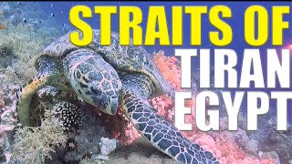 Scuba Diving The Straits Of Tiran - Egypt Diving Adventure