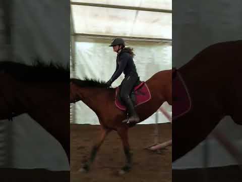 Olza❤️ #horse #horseriding #jazdakonna #kon #konie #końskie