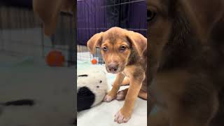 Video preview image #1 Labrador Retriever-Unknown Mix Puppy For Sale in Rockville, MD, USA