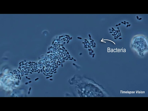 Video: White Cells Eat Bad Bacteria!