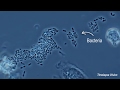 Immune Cells Eating Bacteria Phagocytosis