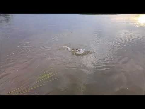 Pieni toutain perholla