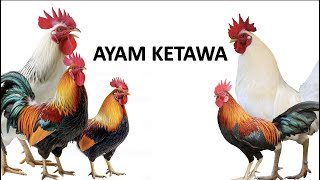 Download lagu Kumpulan Video Ayam Ketawa Berkokok Terbaru – Suara Unik & Menghibur! mp3