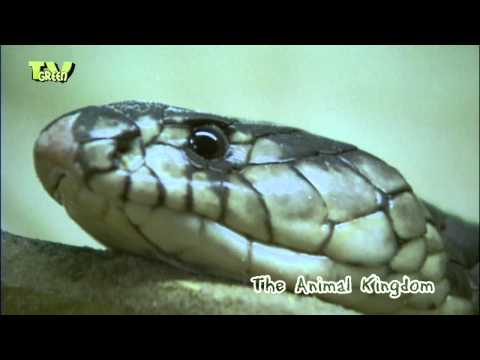 Animal Kingdom - Slangen - Snakes