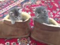 PUSS IN BOOTS