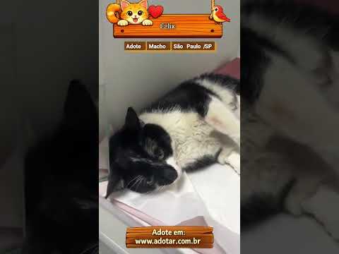 Vídeo de Félix 