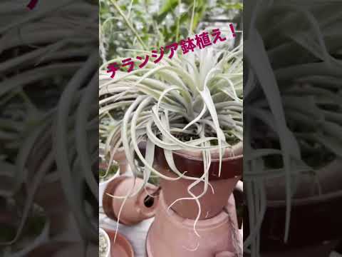 園芸 空気の娘ベイリーのティランジア