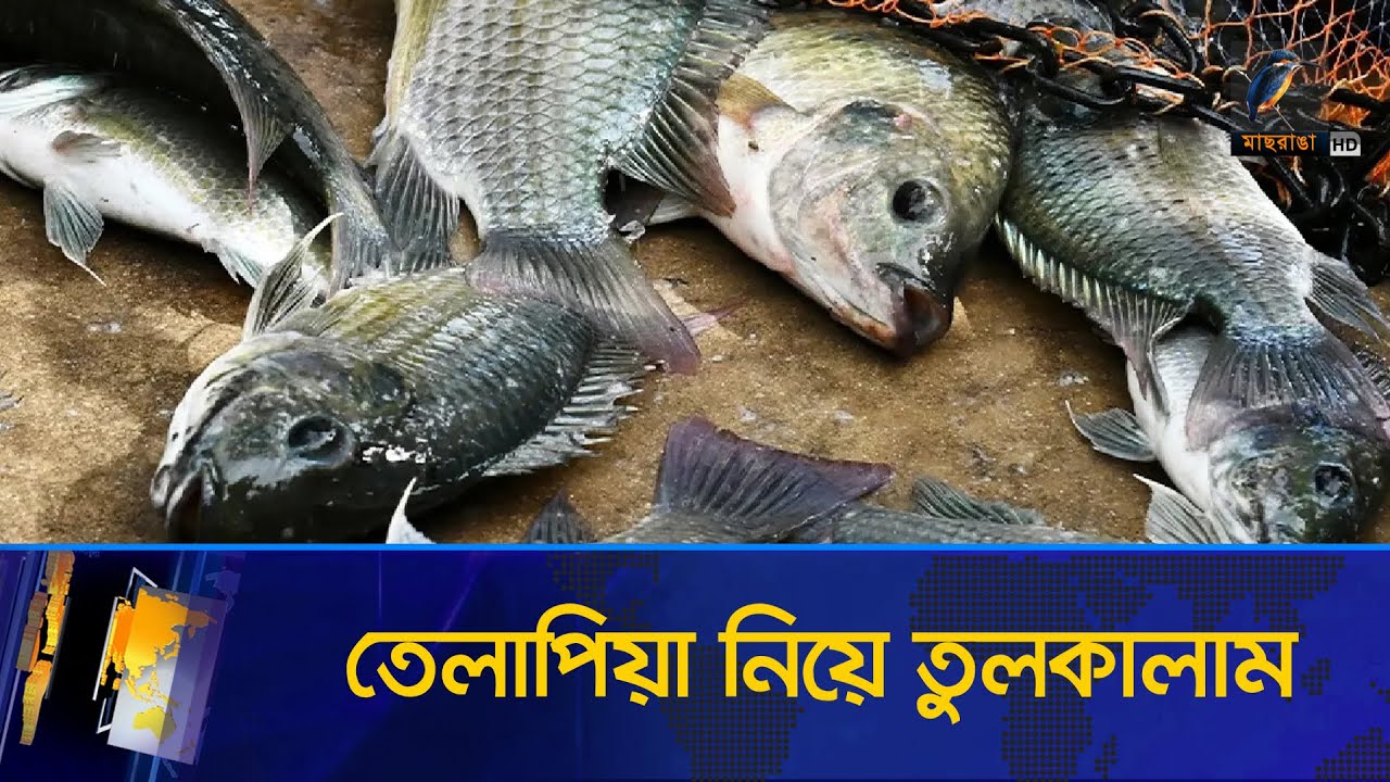 থাইল্যান্ডে তেলাপিয়া নিয়ে তুলকালাম । Thailand Tilapia Fish । Maasranga News