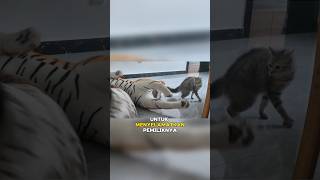 Download lagu Kucing ini berusaha menyelamatkan pemiliknya mp3 Download lagu Kucing ini berusaha menyelamatkan pemiliknya mp3