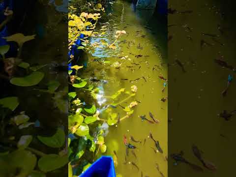 Guppies #nature #music #midhun