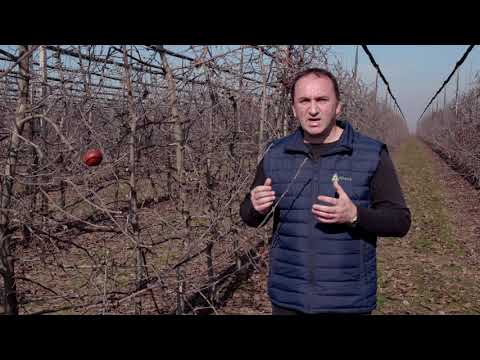 Pravilno orezivanje jabuke i prolecna zastita bakrom - U nasem ataru