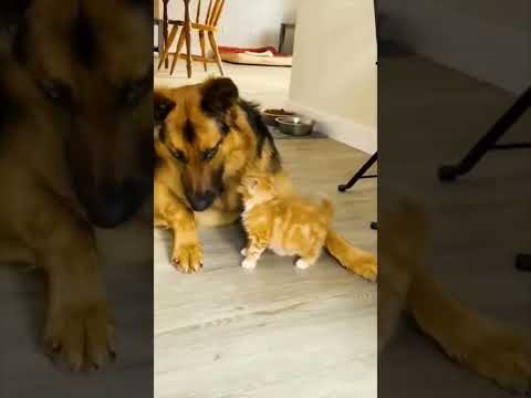 Lustige Tiere Videos 1