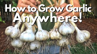 How to Grow Garlic ANYWHERE!