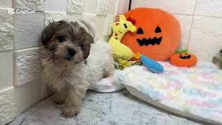 ハーフ犬の動画01