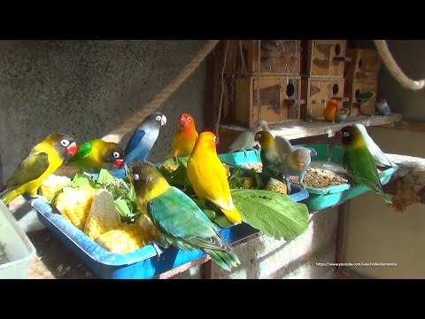 Lovebirds Meal Time - Wednesday, January 27th, 2021