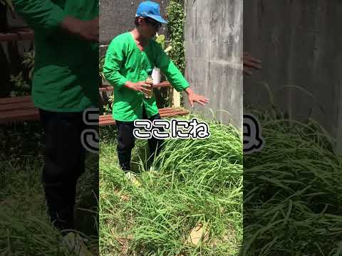 春に除草剤を散布すべきですか? ラウンドアップ天然除草剤酢を何月に除草しますか?