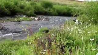 Blind Dog Smokin': Chaser and Balto Play in Big Sky!