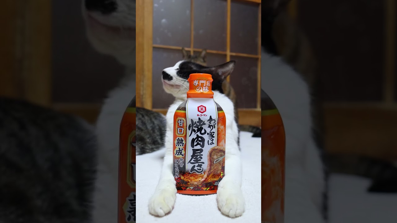 わが家は焼肉屋さん 甘口　260404　#のせ猫　 #cat　 #猫のいる暮らし　 #cute  #ねこ　 #猫　 #kitty　 #ネコ  #cutecat　 #kitten
