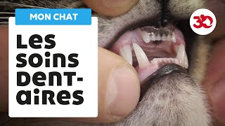 Les soins dentaires du chat