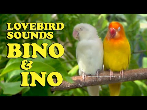 Lovebird Singing, Chirping and Call Sounds - Lutino & Albino