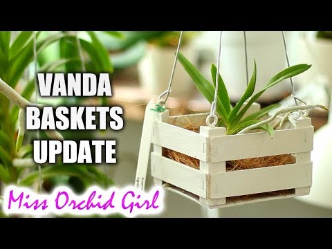 Vanda Orchid baskets update - Is the paint safe?