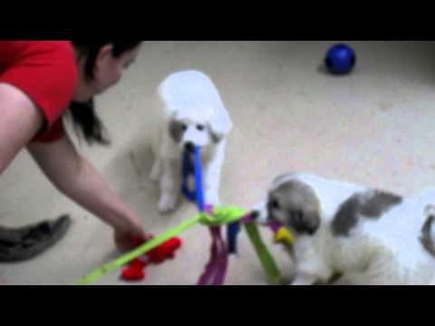 Great Pyrenees puppy parvo survivors at play