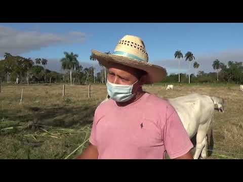 Destaca ganadero de Quemado de Güines/Tomado de Telecubanacán