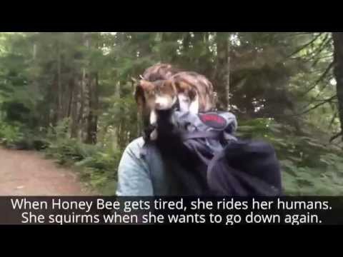 Blind Cat Loves The Outdoors So Much She Goes For Hikes, Rides on a Backpack