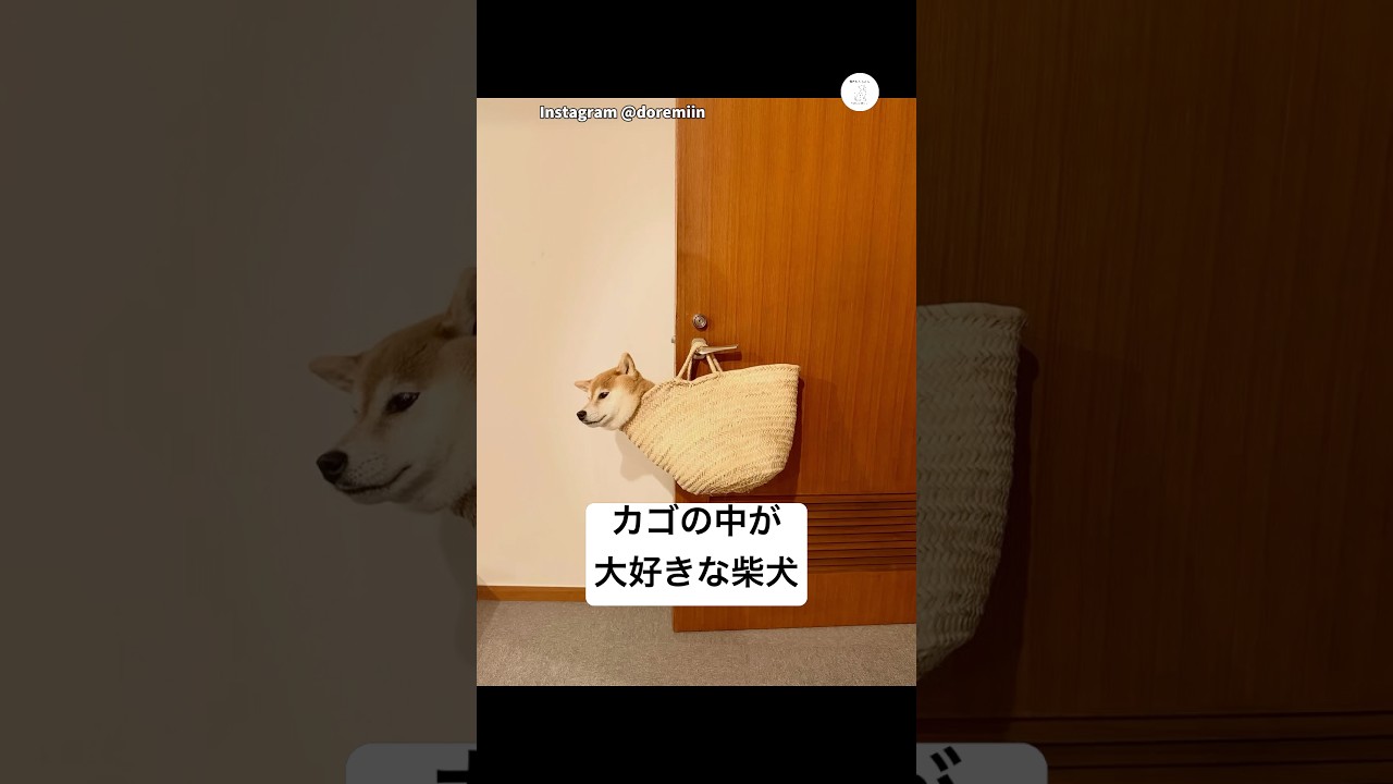 カゴを見た瞬間…絶対に入る柴犬　#柴犬　#犬　#面白い　#かわいい犬 #犬のいる暮らし