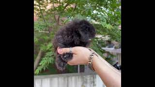 Video preview image #1 Poodle (Toy) Puppy For Sale in CHINO HILLS, CA, USA