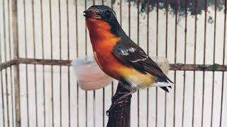 Download lagu original suara burung mugimaki mp3