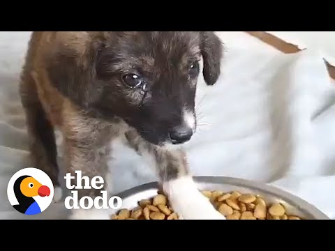 This Puppy is So Lucky to Have Been Found on the Street