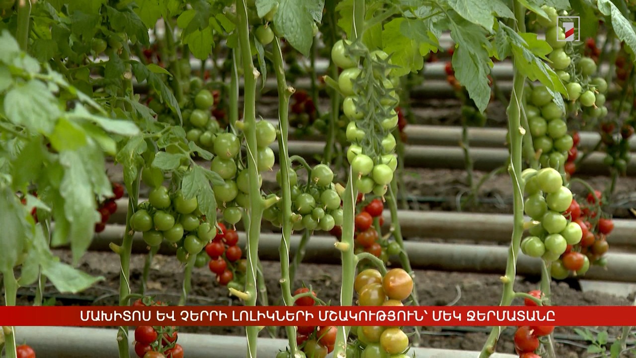 Մախիտոս և Չերրի լոլիկների մշակություն՝ մեկ ջերմատանը