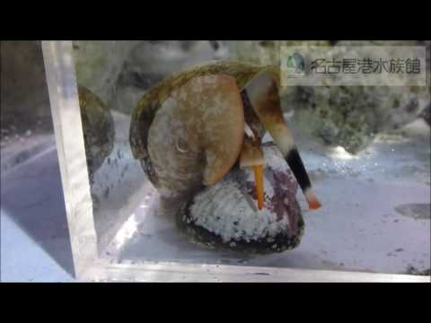 【名古屋港水族館】猛毒！！タガヤサンミナシガイ　お食事シーン