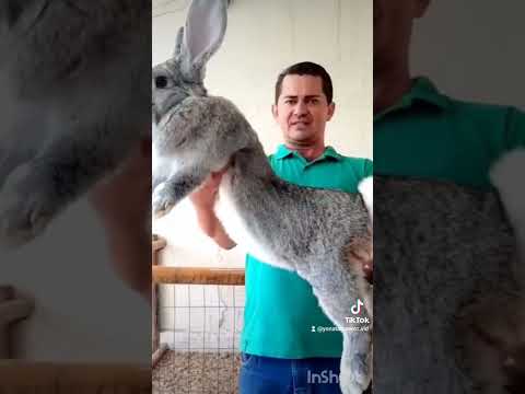 Este es el conejo mas grande del mundo(El gigante de Flandes)