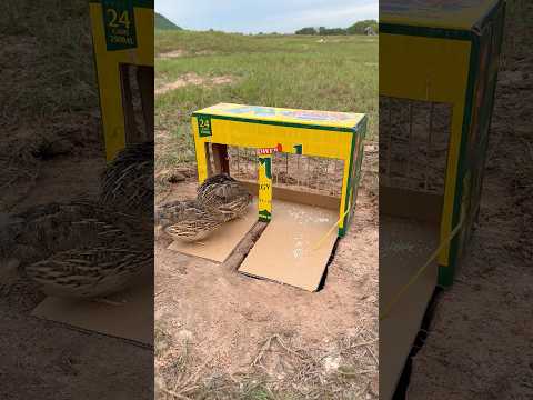 Unique Creativity Quick Quail Trap Using Cardboard Box #youtubeshorts