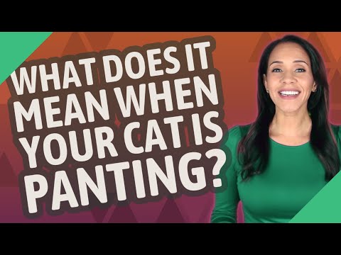 What does it mean when your cat is panting?