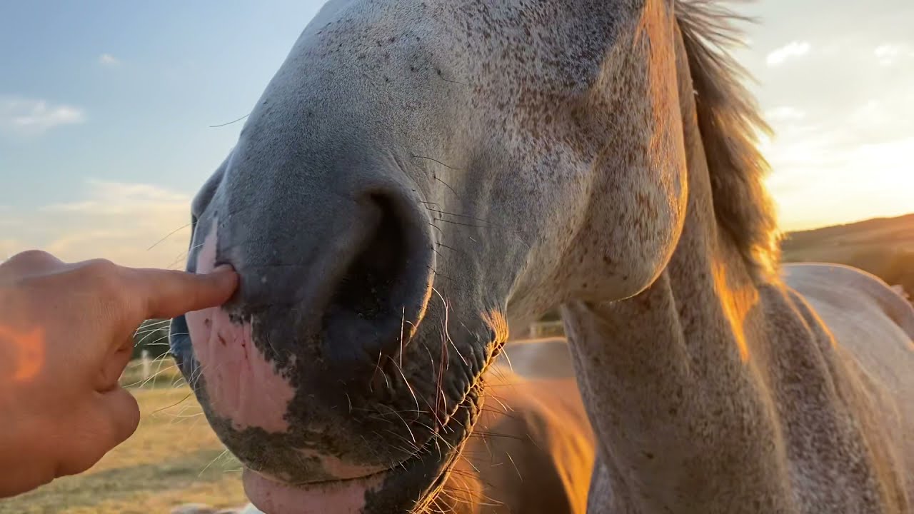Schlechte aber auch gute Neuigkeiten ausm Stall