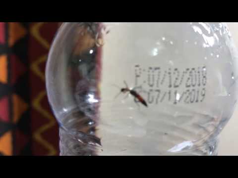 Nairobi Fly (Narrow Bee ) How to Recognize, Avoid, and Treat Part 1