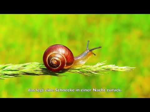 Die Schnecken | Wolfgang und Margarete Jehn | Waldorflieder mit Begeleitung