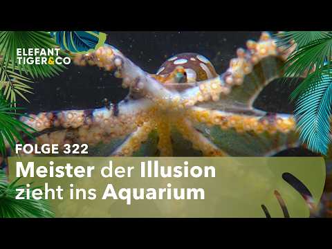 Ein ganz besonderer Verwandlungskünstler zieht ins Aquarium (Folge 322) | Elefant, Tiger & Co. | MDR