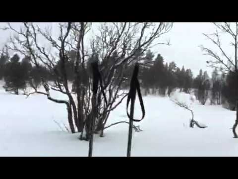 De gale har det godt på Rauland