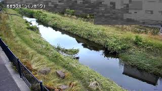 大沢橋映像監視局