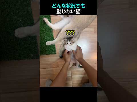 どんな状況でも動じない猫 #子猫 #動物 #shorts